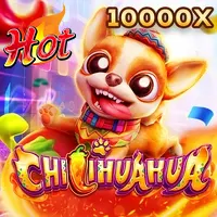 Chili Hua Hua